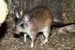 Malgasy giant rat - mieszkańca madagaskaru Malgasy giant rat - mieszkańca madagaskaru
